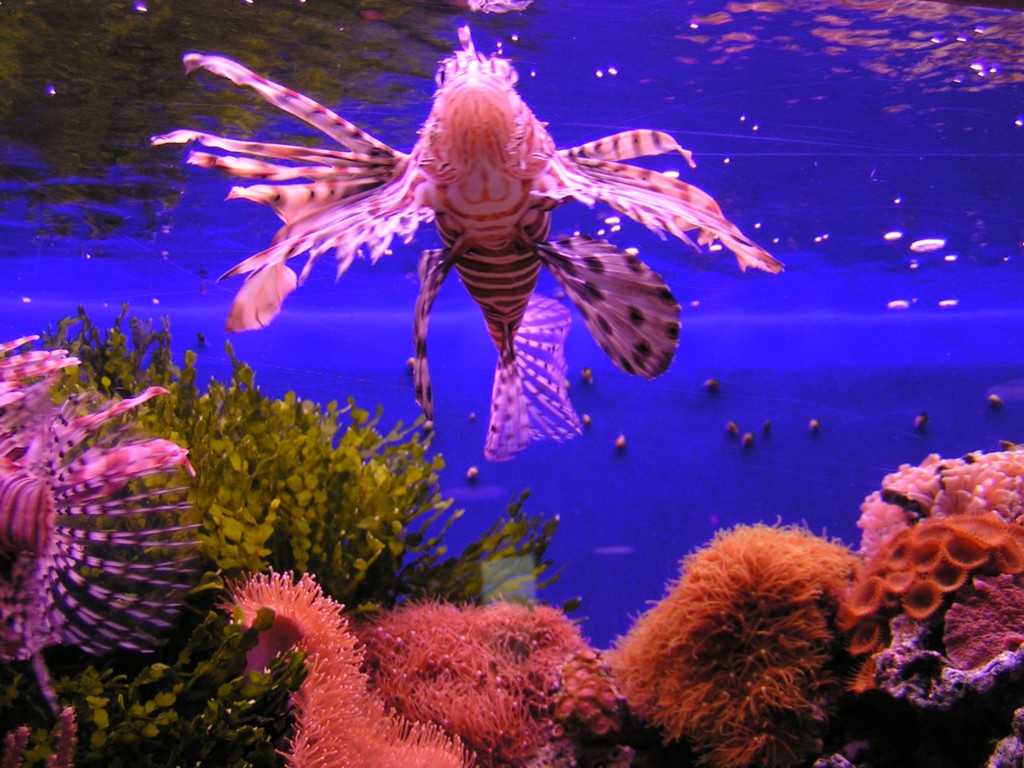 Ryby
Tropické akvárium v Norwalku.
