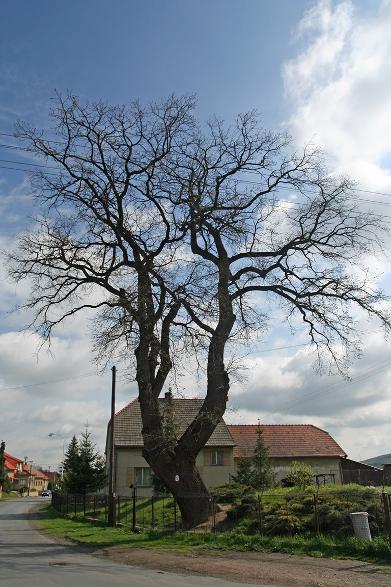 Podluhy - památný strom
