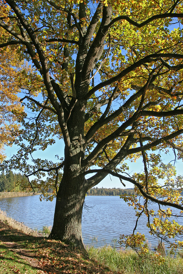 Podzim na hrázi Hořejšího padrťského rybníka
