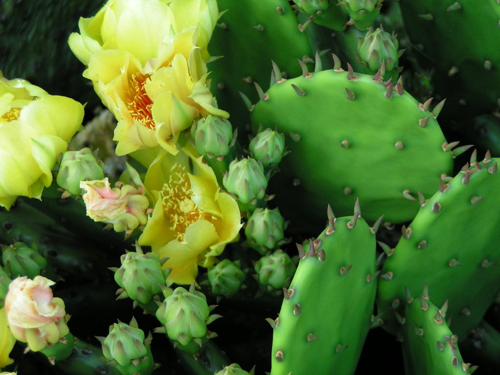 Kaktusy
