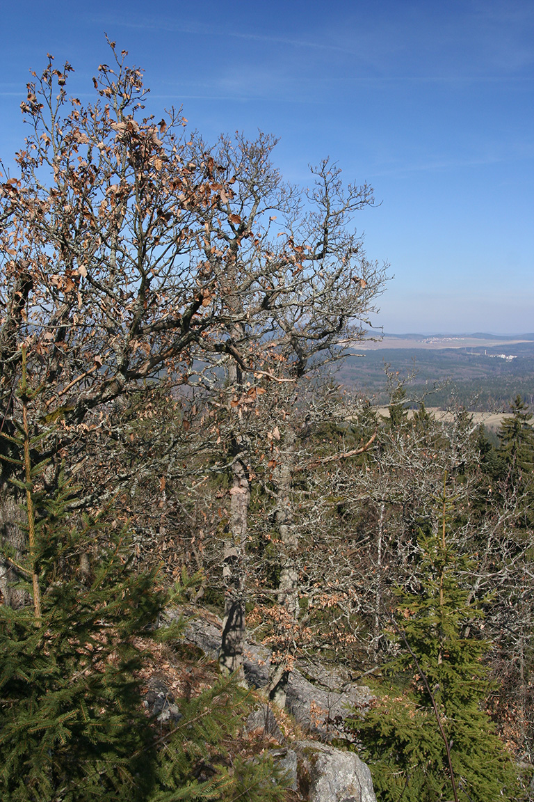 Lišejníkem obalené stromy pod vrcholem Žďáru
